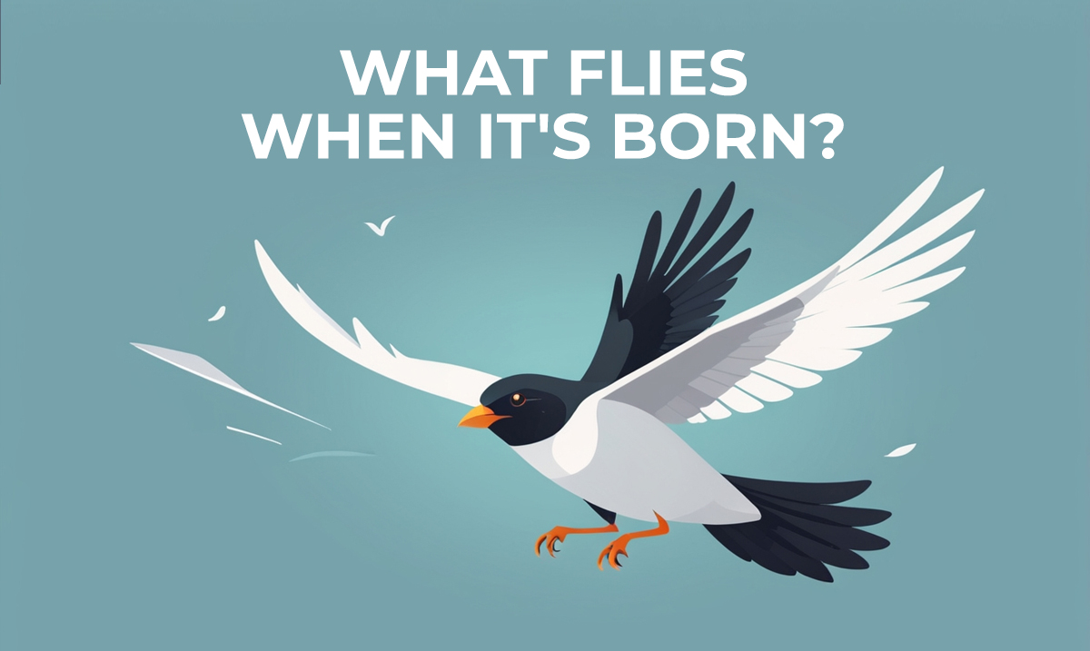 what flies when it's born riddle